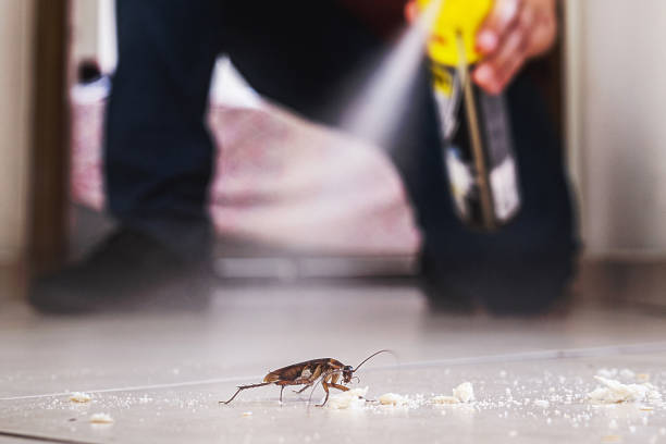 Best Local Pest Control Services  in Union Beach, NJ